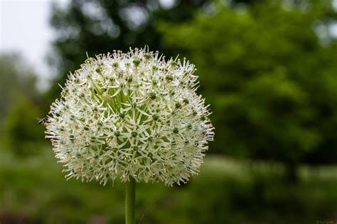 Allium After Bloom Photograph By Paul Gmerek Fine Art America