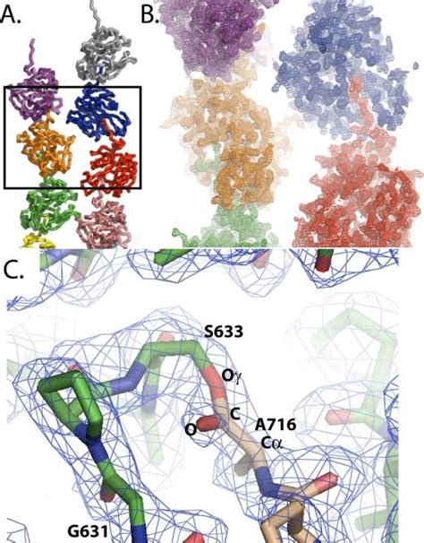 The Acyl Enzyme Intermediate For An Intermolecular Trans Cleavage