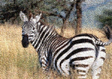 Go4mosaic Blog Zebra Mosaic From Animals