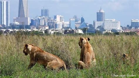 Half Day Nairobi National Park Tour