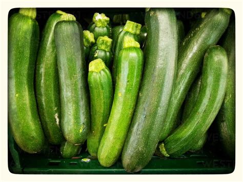 Zucchini Cucurbita Pepo Subsp Pepo Convar Giromontiina Supermarket