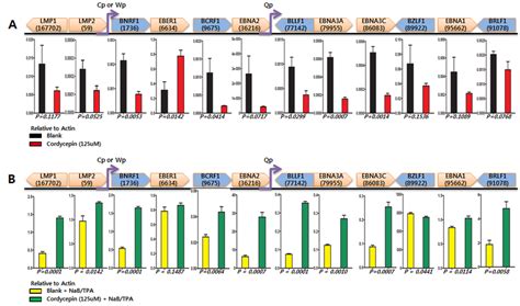 Effects Of Cordycepin On EBV Latent And Lytic Transcription Effects Of