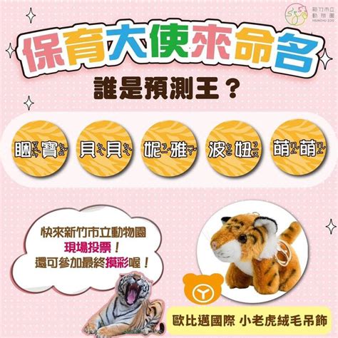 新竹動物園為新孟加拉虎送上肉片蛋糕 新命名20日公佈 生活 自由時報電子報