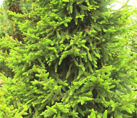 Picea Abies Wills Zwerg Dwarf Norway Spruce Kigi Nursery