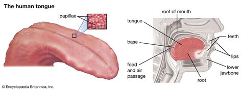 Dorsum | anatomy | Britannica