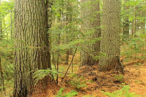 Discover 5 Of America’s Old Growth Forests American Forests