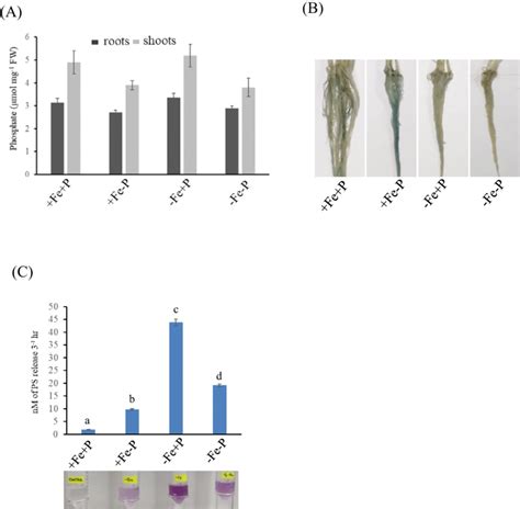 Effect Of Fe And P Interaction On Metal Accumulation And Its