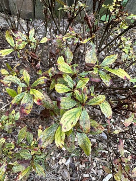 Whats Wrong With My Azalea Rgardening