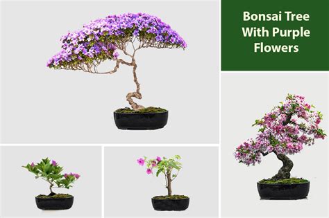 Bonsai Trees With Purple Flowers The Alluring Wonders Embracegardening