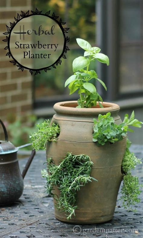 Growing Herbs in a Strawberry Pot for Easy Access and Small Spaces ...