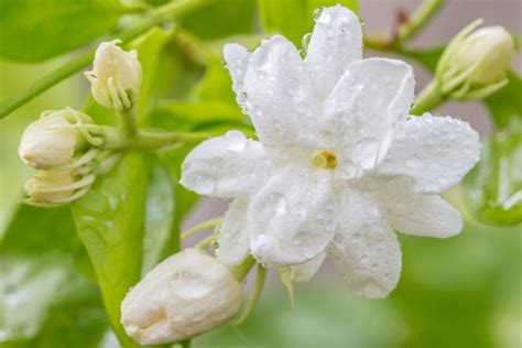 Jasminum sambac (Arabian Jasmine)