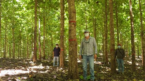 Los M Ltiples Beneficios Ambientales De Las Plantaciones Forestales Mlr