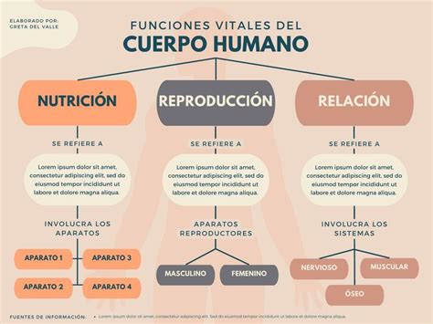 Las Funciones Vitales Del Cuerpo Humano Quiz The Best Porn Website