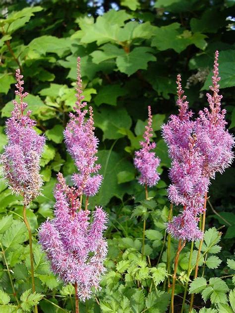 Wanneer Astilbe Planten Voor Schaduwrijke Tuinbloemen My Nature Buddy