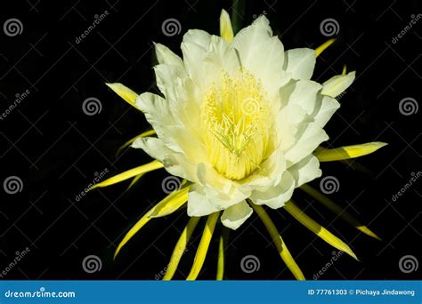 Pitaya Flower Or Dragon Fruit Stock Image Image Of Beautiful Growing