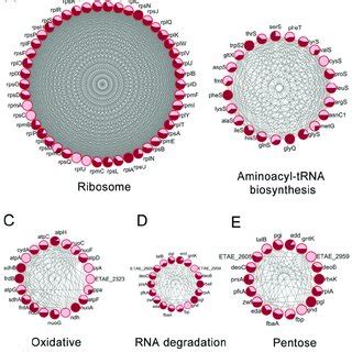 Prediction Of Protein Protein Interaction Networks Of Lysine