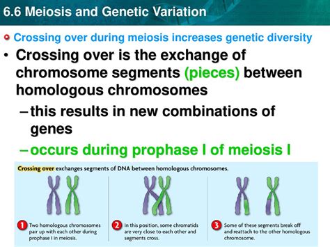 Genetic Variation In Meiosis