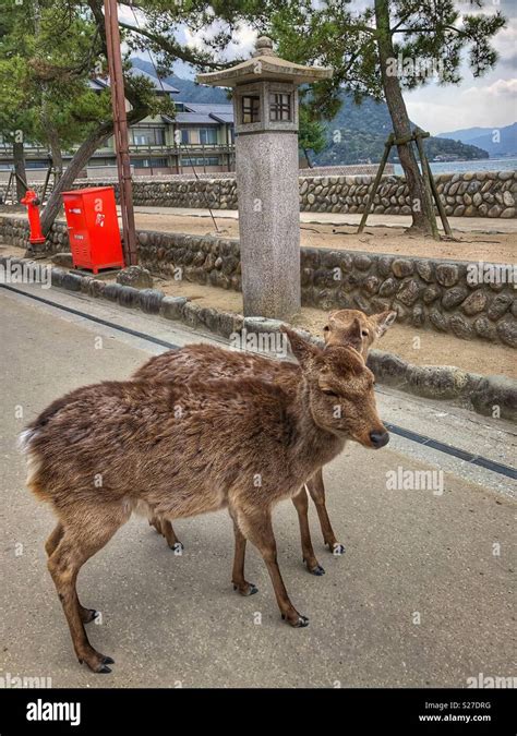 Deer on Miyajima Island, Japan Stock Photo - Alamy