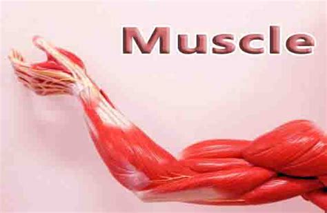 Muscle Learn Genius Mind