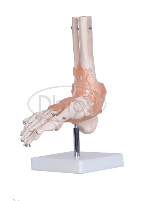 Skeletons And Bones For Classes Not Masses