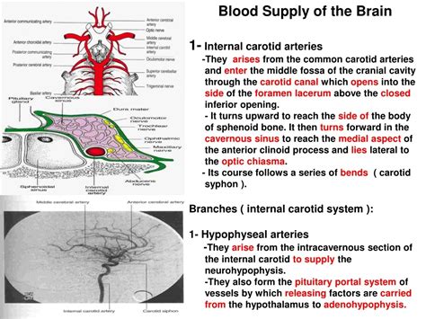 Ppt Blood Supply Of The Brain 1 Internal Carotid Arteries Powerpoint