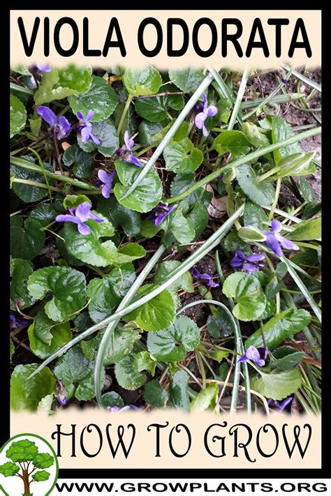 Viola odorata - How to grow & care