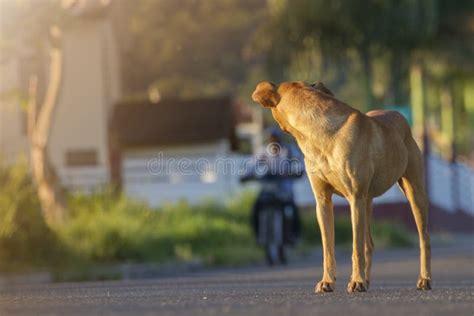 Tir De Focalisation S Lectif D Un Chien Adulte Marron Face Une Moto