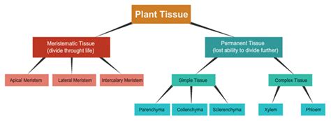 Tissues Cbse Class 9 Science Notes Chapter 6