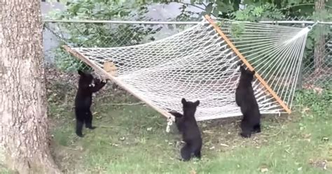 3 Bear Cubs Seen Trying To Figure Out The Hammock In The Backyard