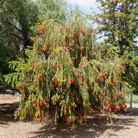 Callistemon Viminalis Melaleuca Viminalis” Weeping Bottlebrushcreek