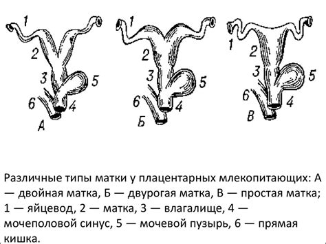 Эмбриология - презентация онлайн