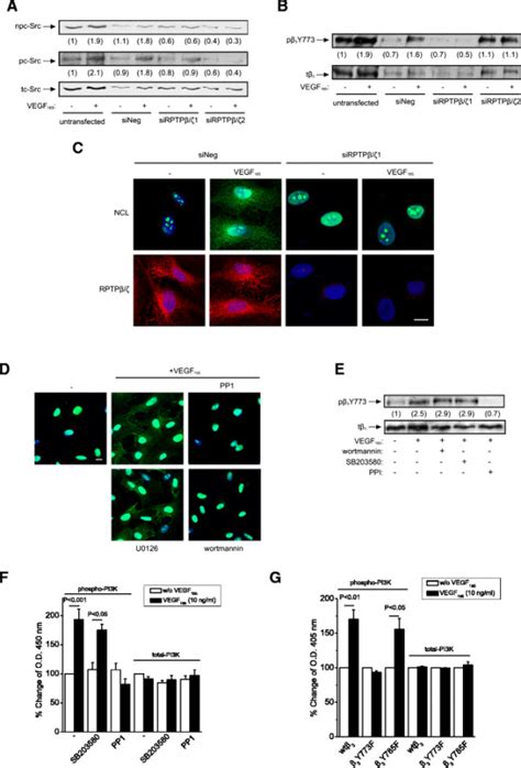 Rptpβζ Is Required For Vegf 165 Induced Cell Surface Ncl