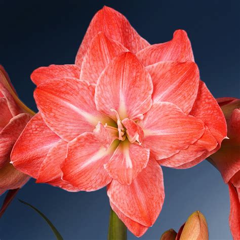 Amaryllis Flamingo Amadeus Hippeastrum à grandes fleurs doubles rouge