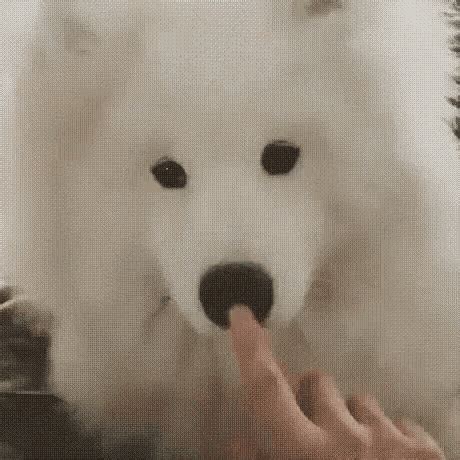 Dog Nose GIF - Dog Nose Boop - Discover & Share GIFs