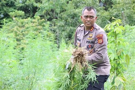 Ribuan Batang Ganja Di Ladang Aceh Dimusnahkan Lihat Tuh Aksi Pak Kapolres