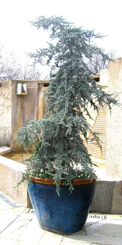 Horstmann Blue Atlas Cedar By Steve Huddleston Neil Sperry S Gardens