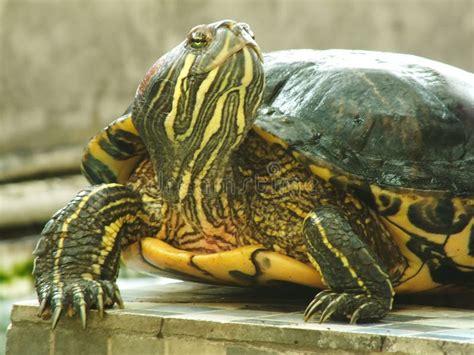 A Close Up Shot Of A Red Eared Turtle Trachemys Scripta Elegans Stock