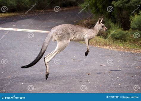 Hopping Kangaroo Stock Image - Image: 12557881