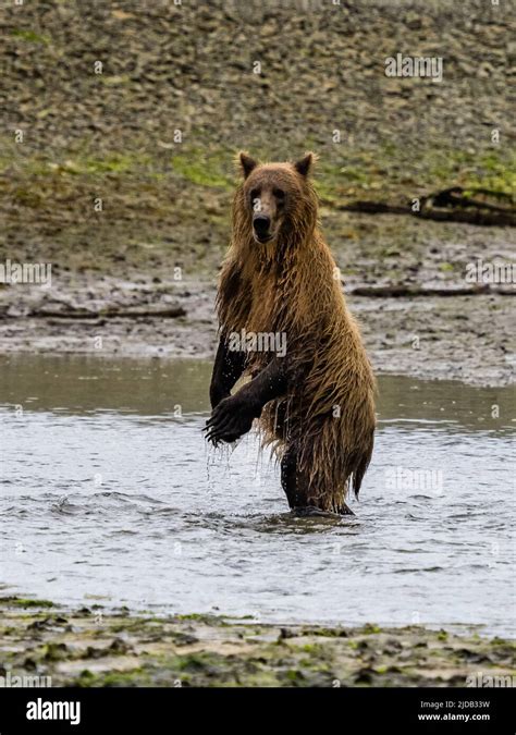 Grizzly Bear Standing Upright Hi Res Stock Photography And Images Alamy