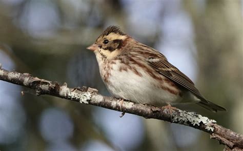 BirdLife Suomi Pohjansirkkujen ennätyssyksy