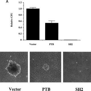 Shcc Dominant Negative Proteins Inhibit Elk Activation By The Egfr