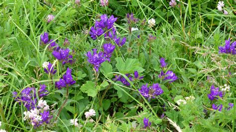 Free Images Meadow Flower Herb Garden Flora Wildflower Wild