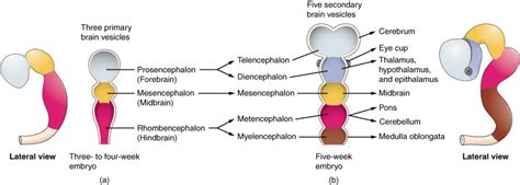 Anatomy Of The Nervous System Biology Of Aging