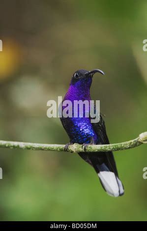 Violet Sabrewing Campylopterus Hemileucurus Male In Flight Isolated