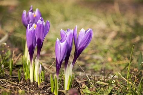 Krokus Blomster Plante Violette Gratis foto på Pixabay Pixabay