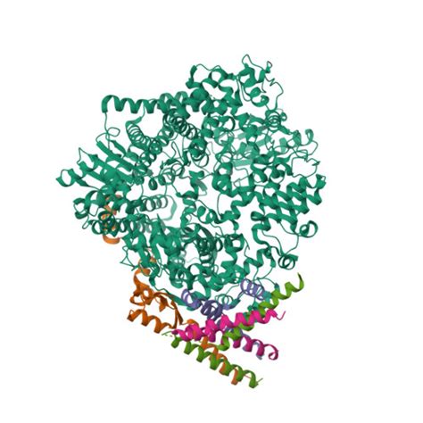 Rcsb Pdb Pzk Cryo Em Structure Of The Respiratory Syncytial Virus