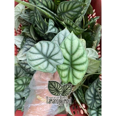 Jual Rawatan Alocasia Dragon Silver Daun Dragon Silver Dragon