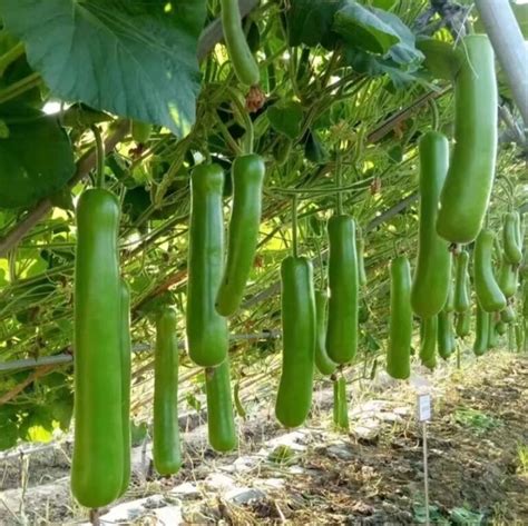 Loki Bottle Gourd Long F1 Hybrid لوکی GREEN GARDENS