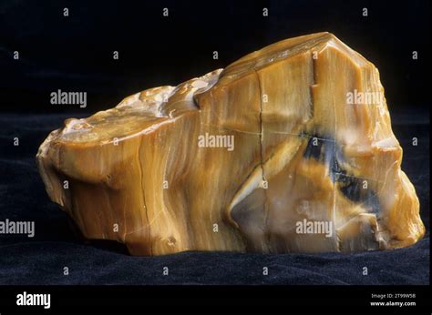 Tumbled Crabtree Creek Petrified Wood Linn County Oregon Stock Photo