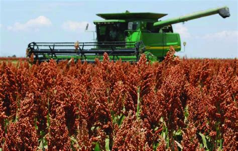 Cosecha Del Grano De Sorgo Con Trilladora Especializada Cosechadora